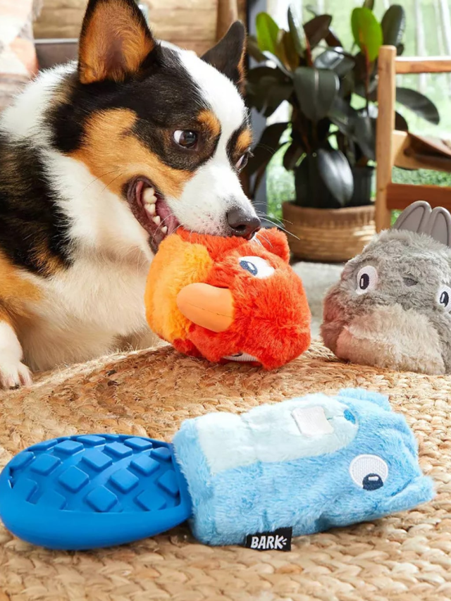 Best dog toys to buy your dog